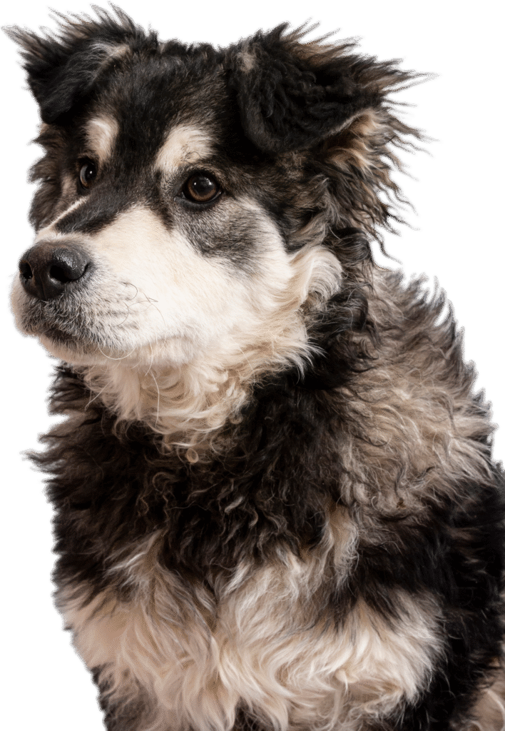 Chien