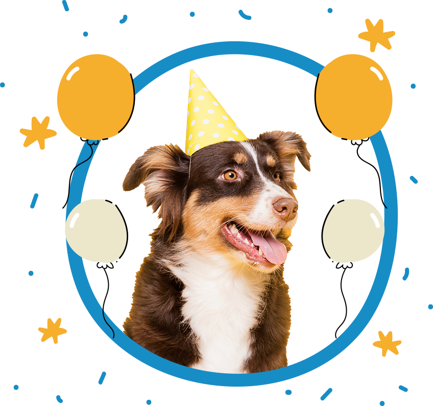 Photo d'un chien avec un chapeau d'anniversaire